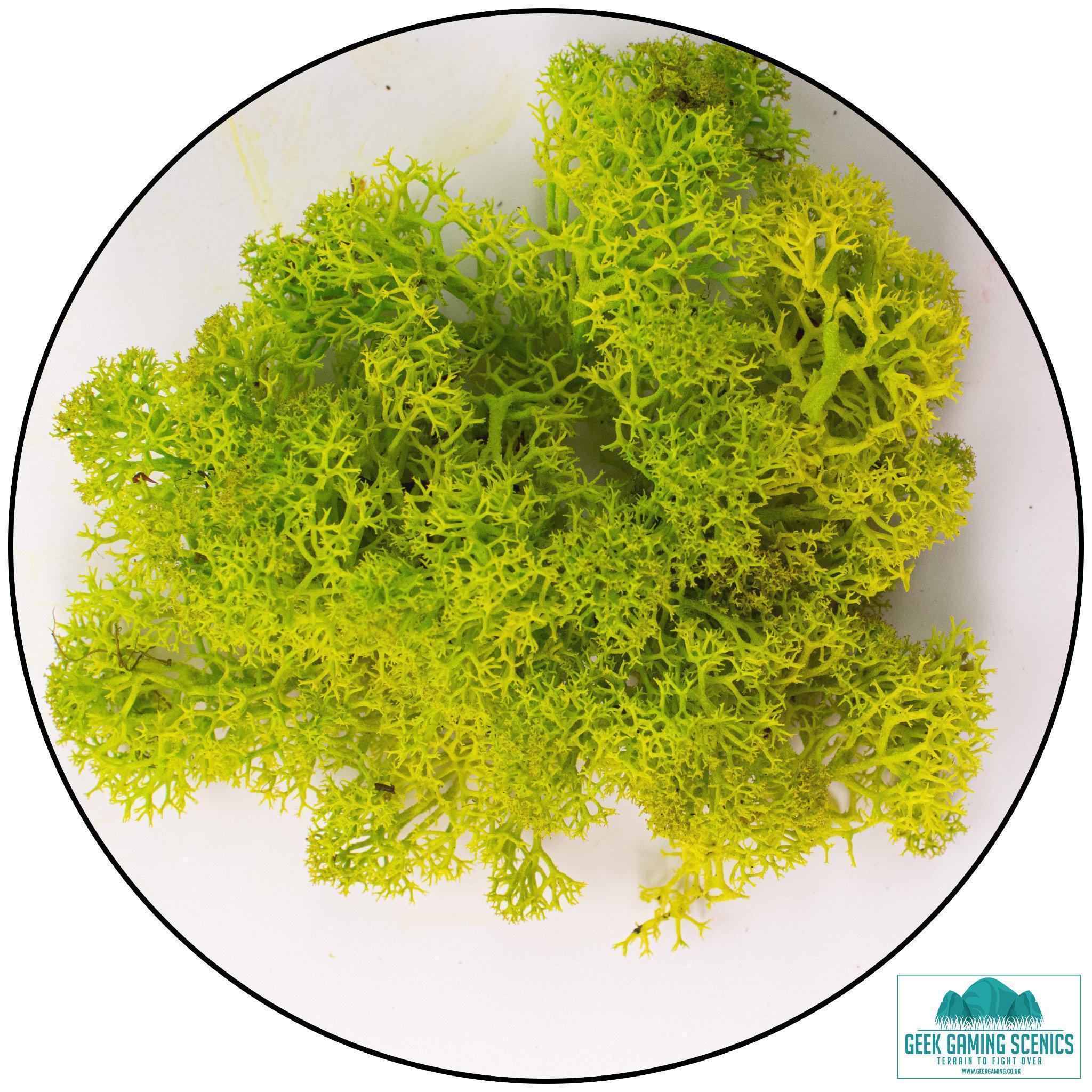 Lichen - Reindeer Moss (Icelandic Moss) Apple Green (Spring) – Metis Minis