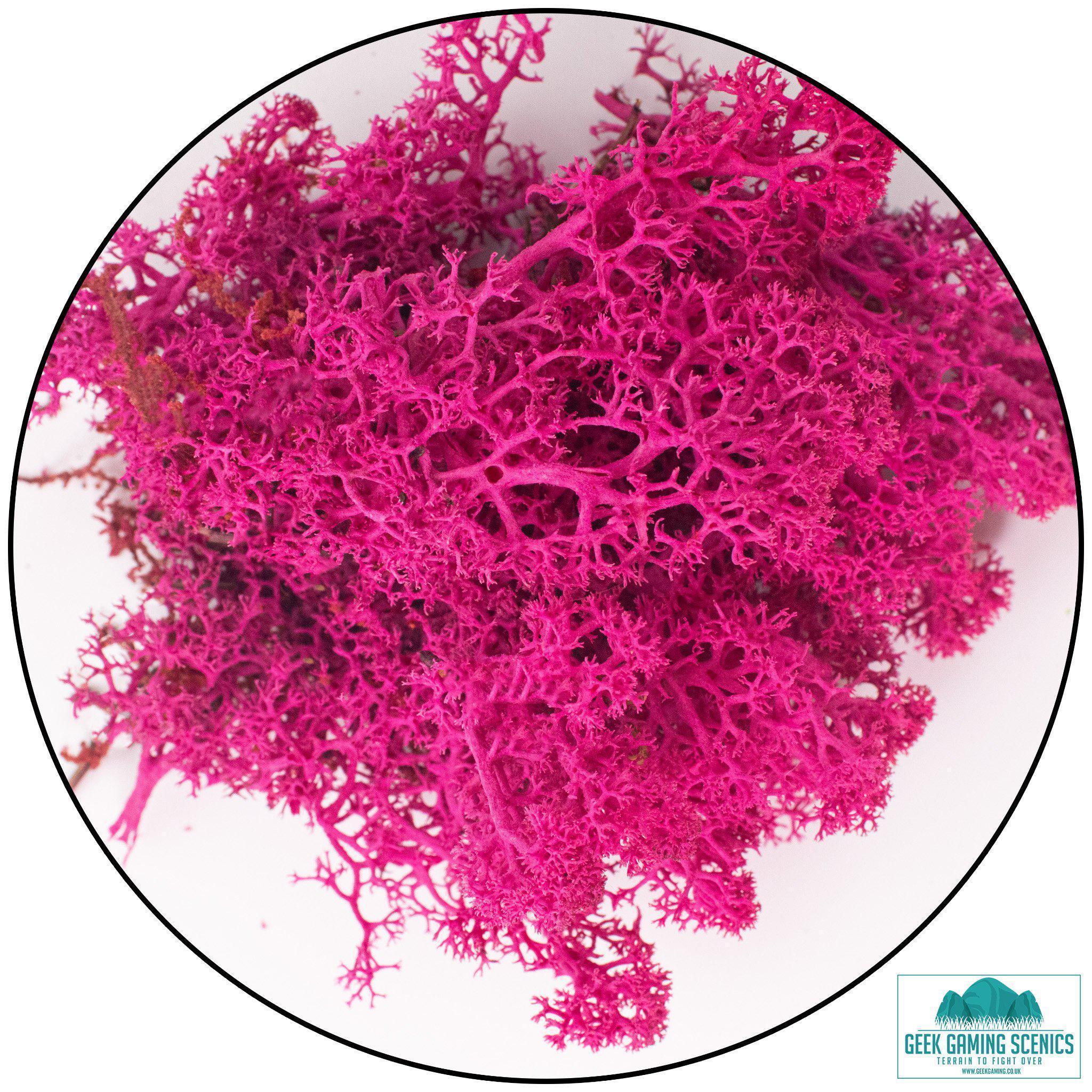 Lichen - Reindeer Moss (Icelandic Moss) Cherry Blossom – Metis Minis