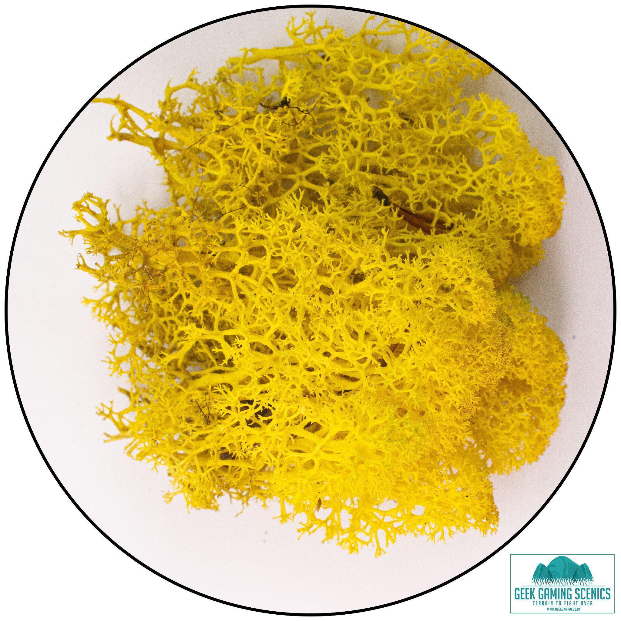 Lichen - Reindeer Moss (Icelandic Moss) Yellow – Metis Minis